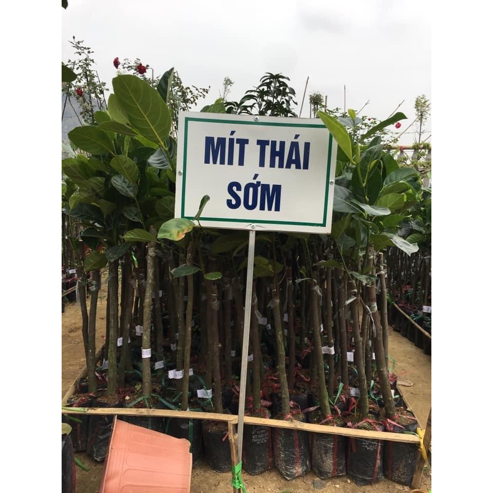 Cây mít thái siêu sớm