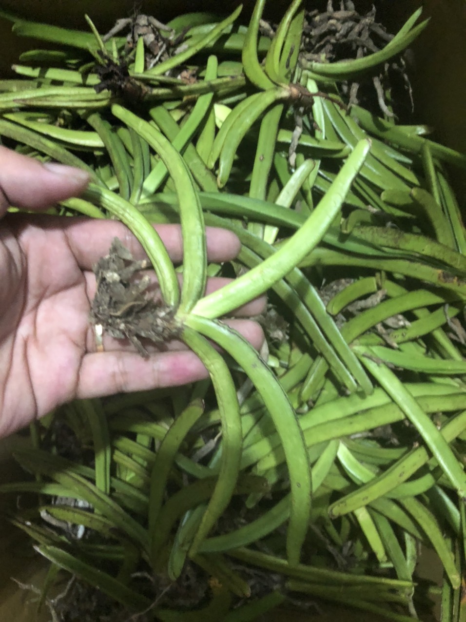 lan rừng đuôi sóc 10 cây 55k ( cây nhỏ)