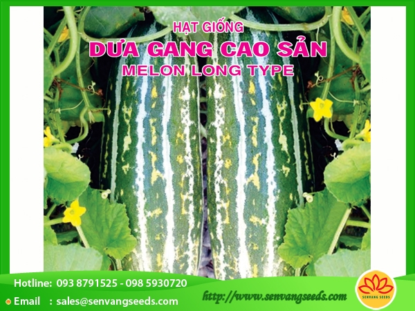 Hạt Giống Dưa Gang Cao Sản - 0.5Gr