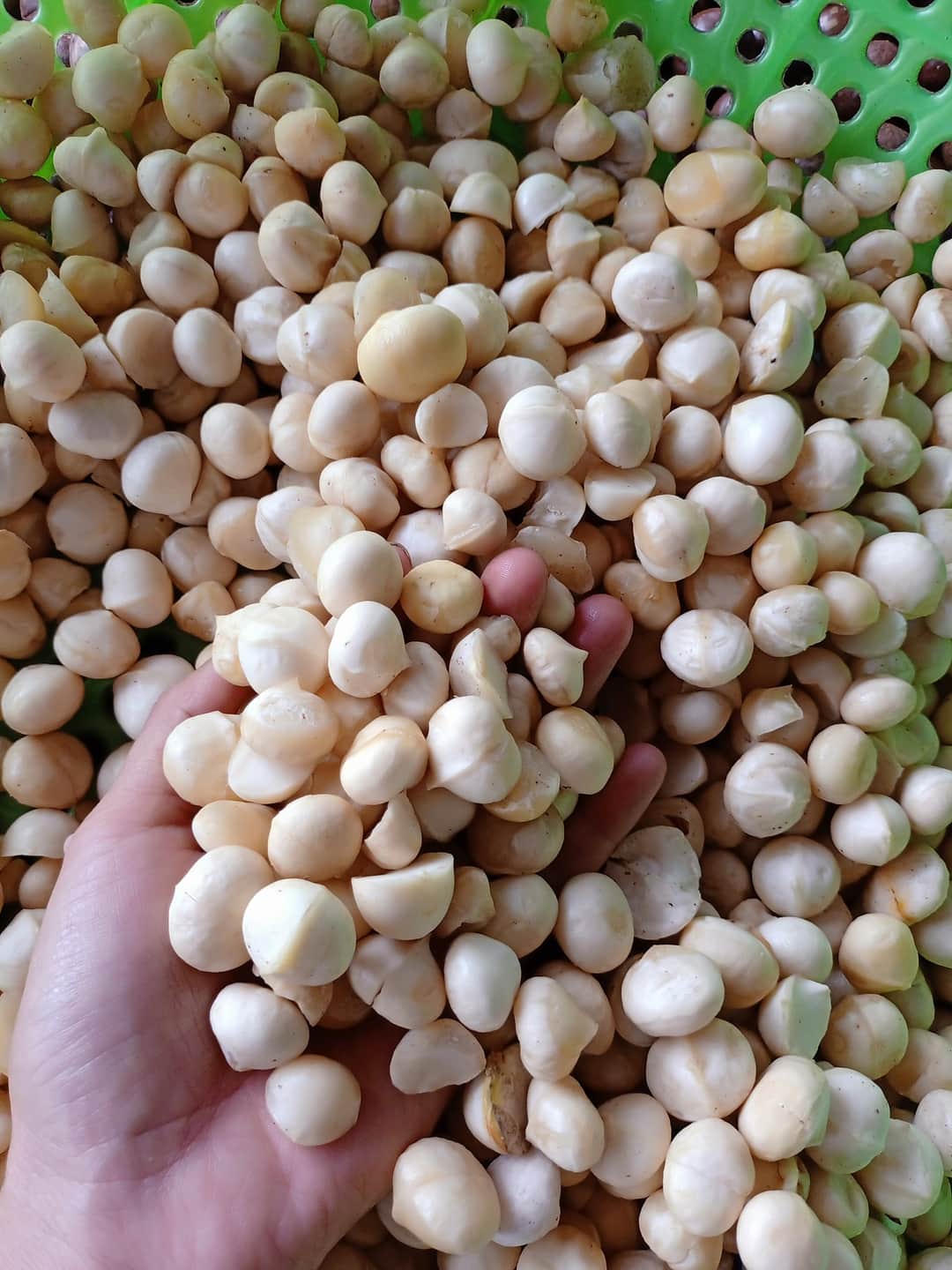 Hạt macca 1kg