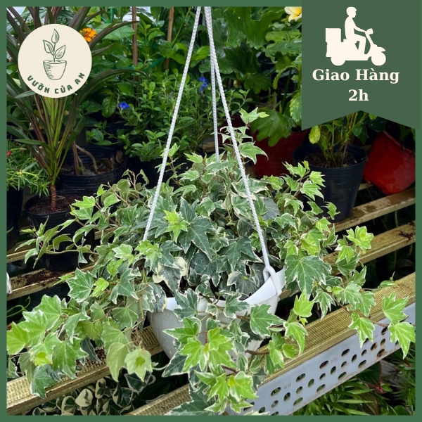 Cây Thường Xuân chậu treo, , cây cảnh phong thủy lọc không khí trồng trong nhà trang trí nội thất, văn phòng, quán cafe, vườn của an