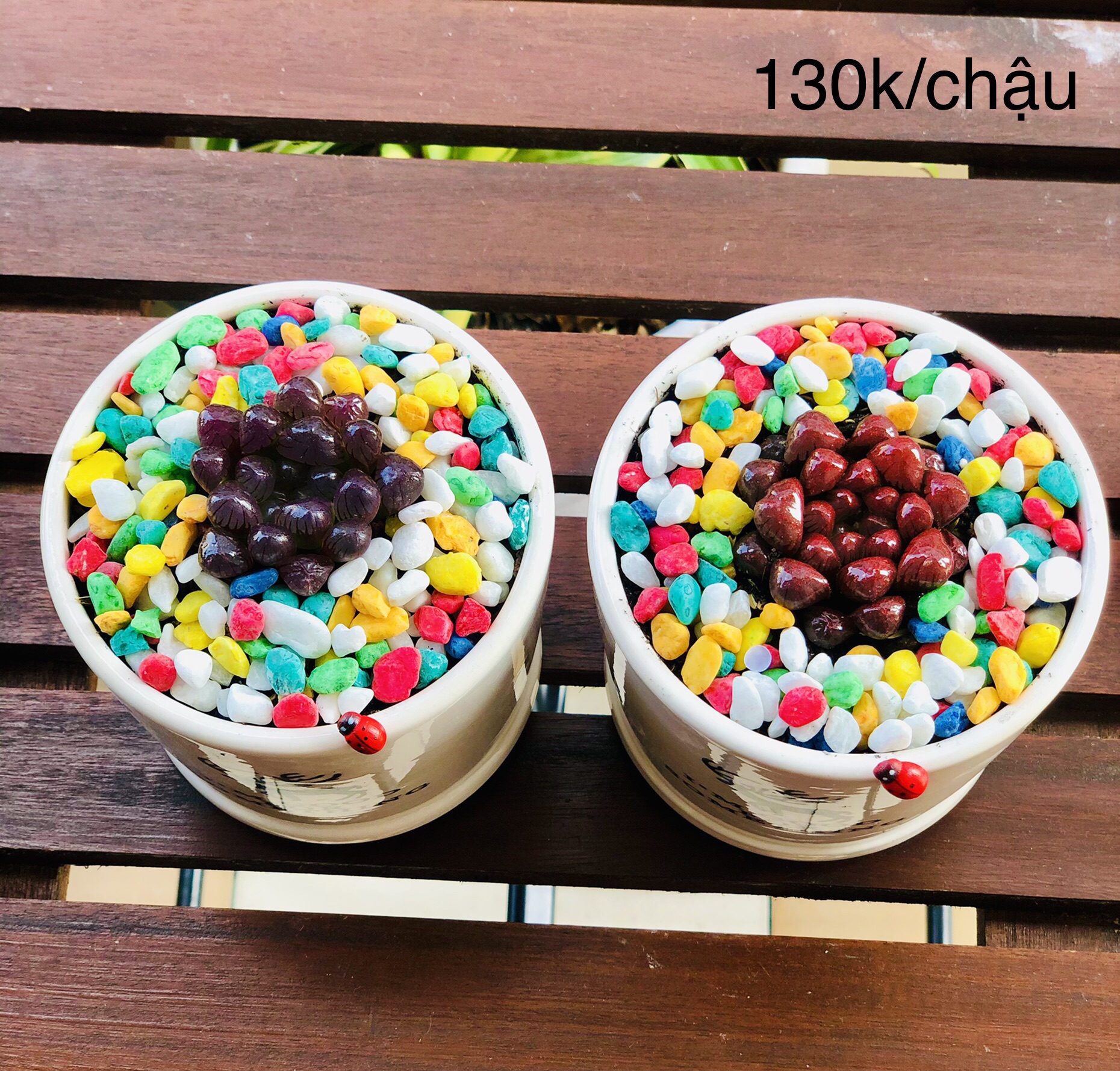 Chậu sen đá kim cường màu, bao gồm chậu
