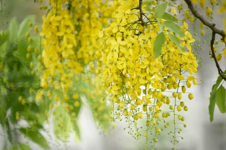Hạt giống hoa hoàng yến
