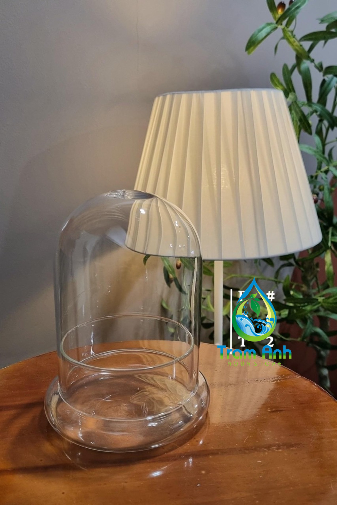 Hũ thuỷ tinh dạng chuông - lồng kính - trồng cây - sen đá - tiểu cảnh - decor