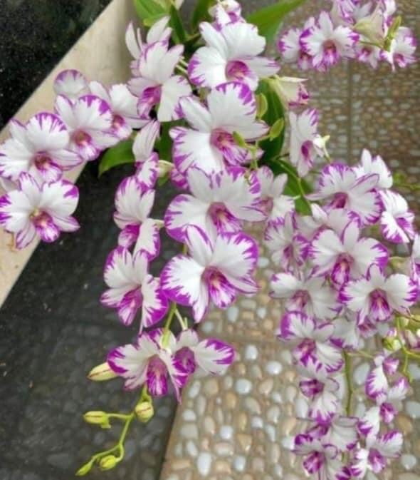 Chớp enobi chậu f12
