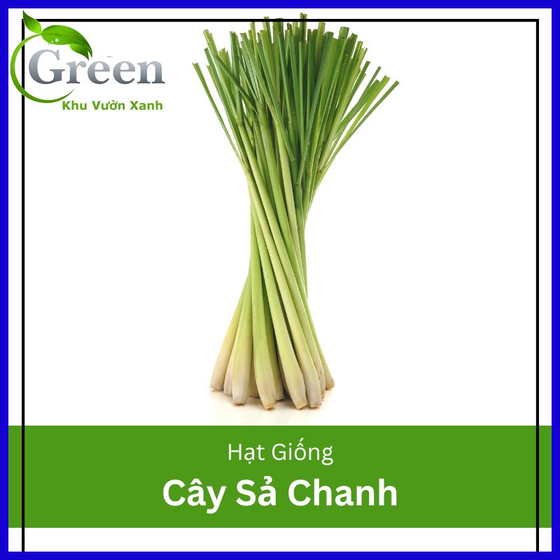 Hạt giống cây sả chanh