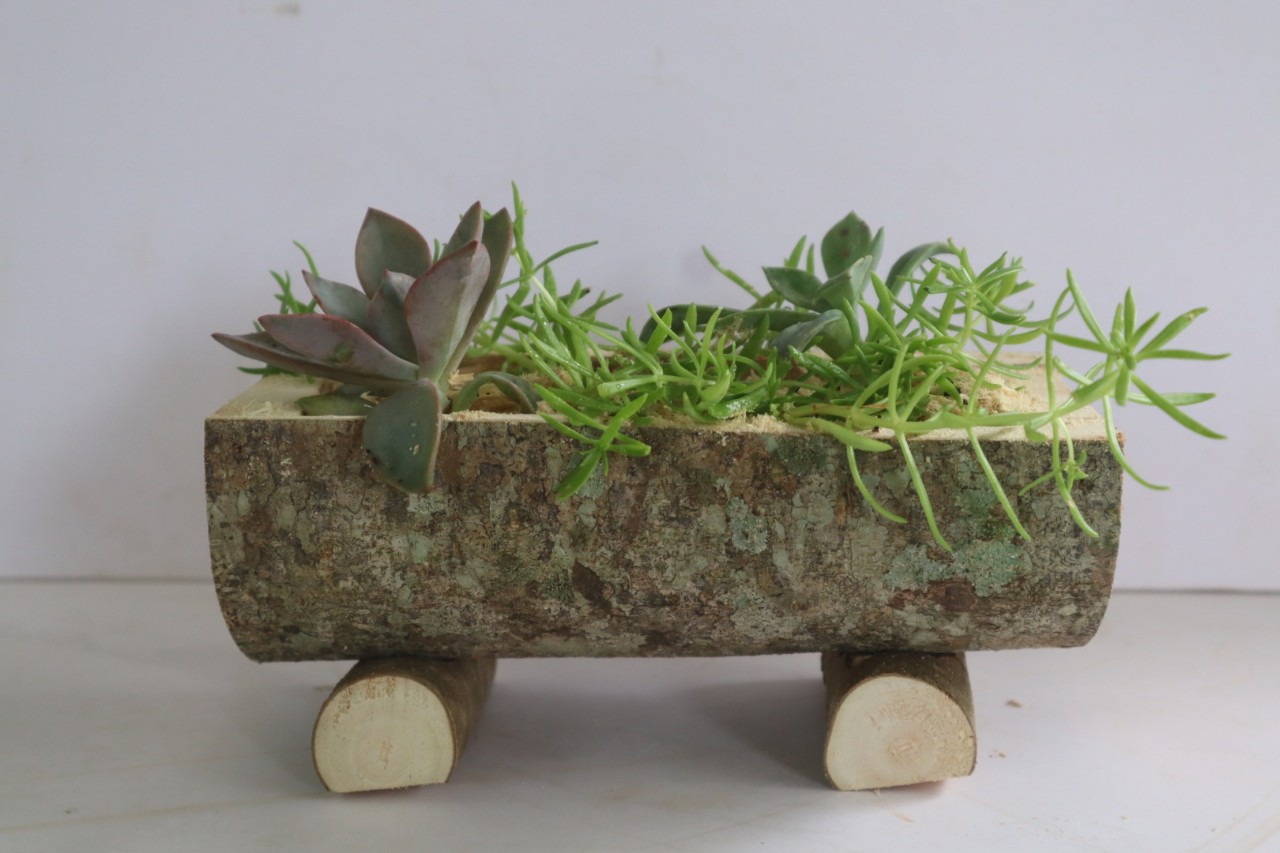 Chậu gỗ trồng sen đá trang trí bàn làm việc- Gỗ tự nhiên