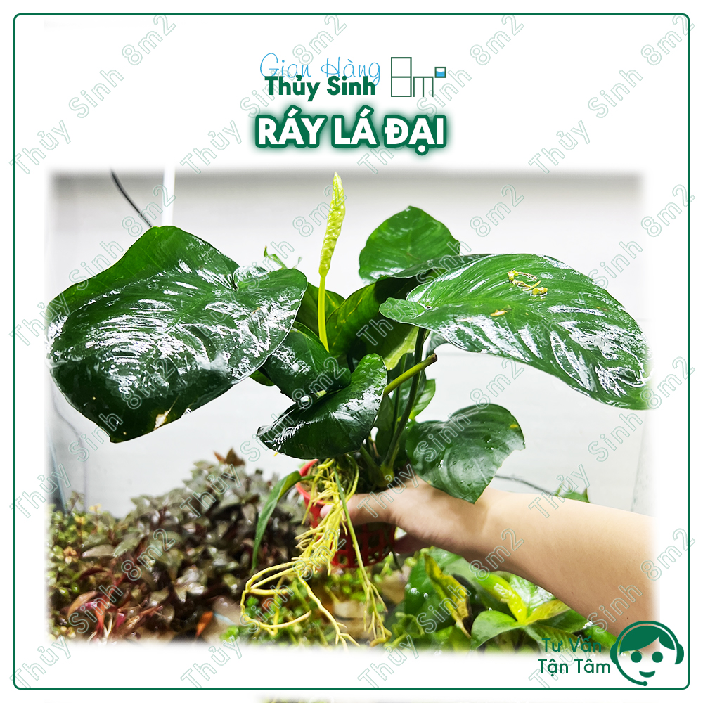 Cây ráy lá đại, ráy lá trung | cây thủy sinh hậu cảnh, không co2 | 8m2