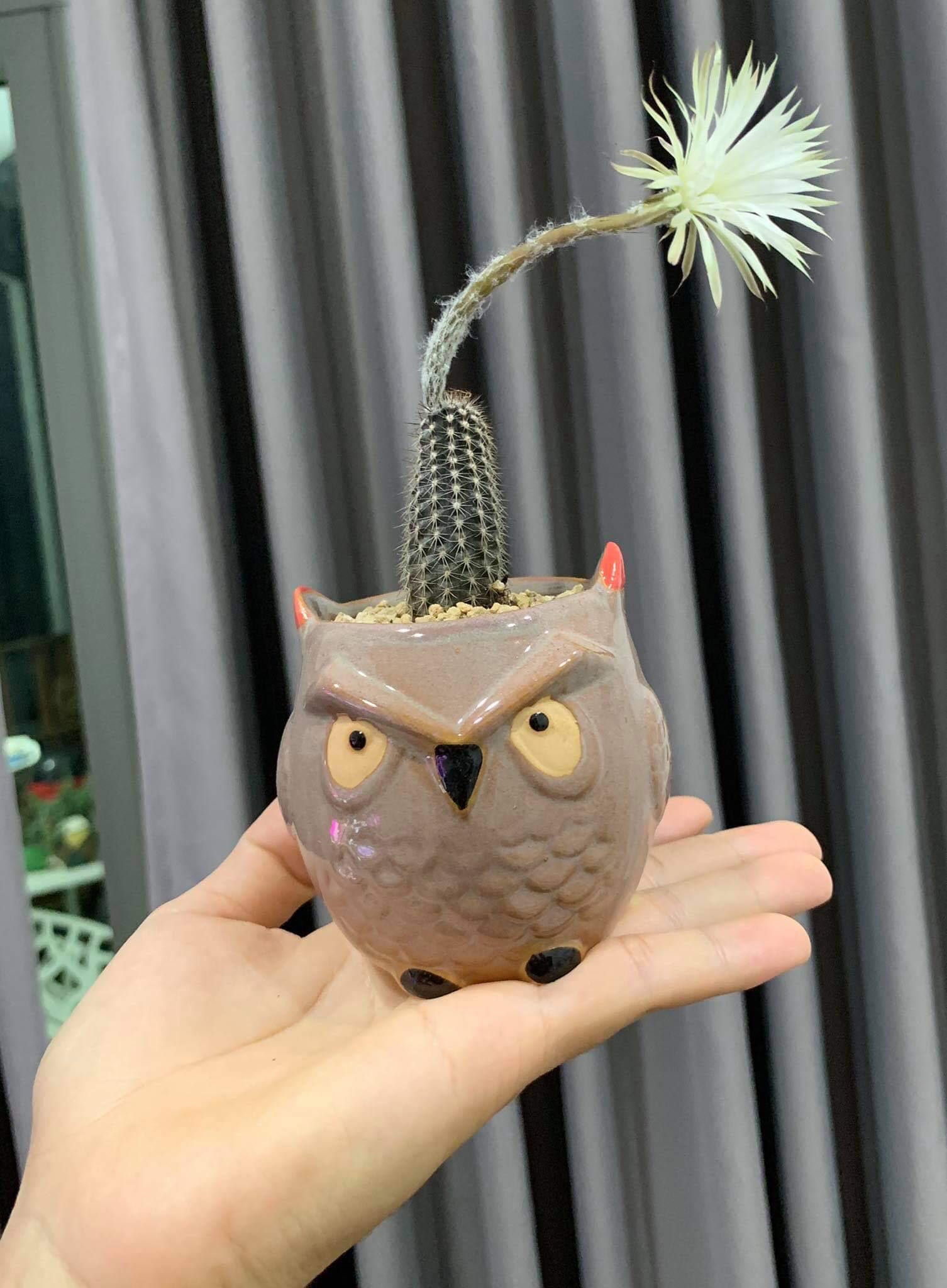 Xương rồng nữ hoàng bóng đêm
