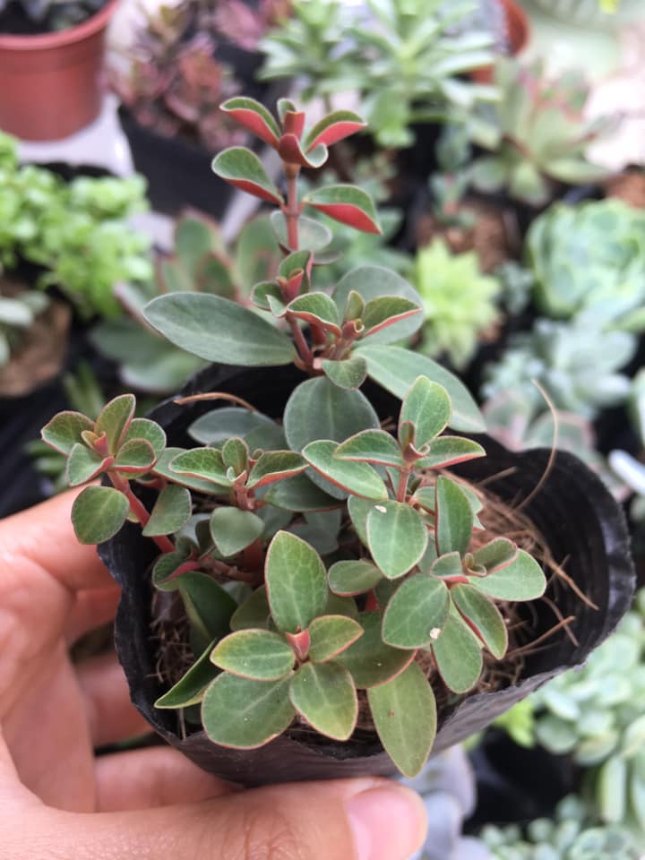 Sedum ĐẬU ĐỎ lá dẹt, hoa có mùi thơm nhẹ, màu sắc lá độc đáo