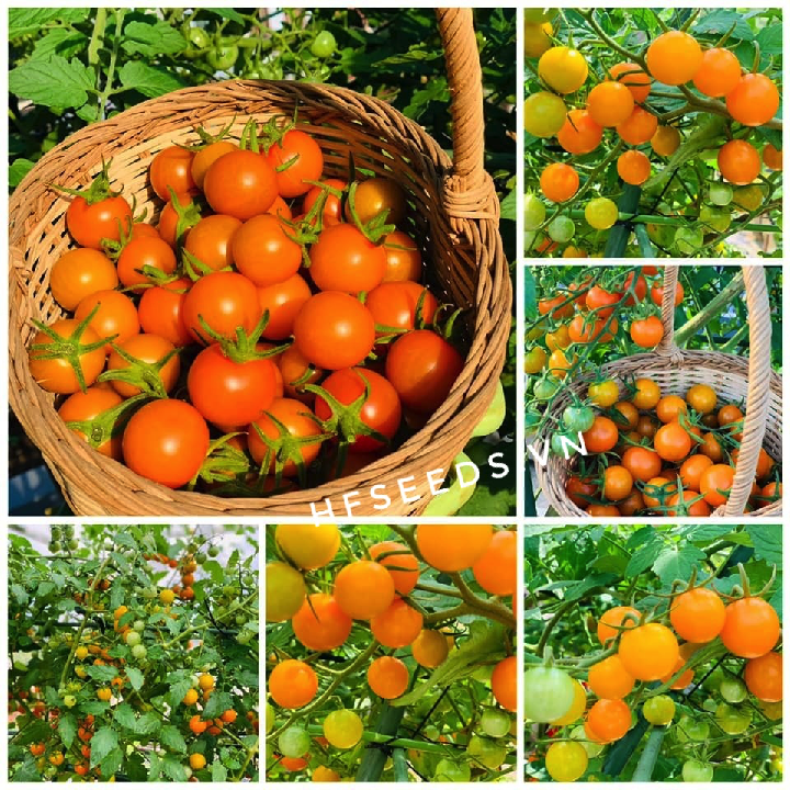 Gói 10 hạt giống cà chua trái cây bi vàng Sungold chịu nhiệt - hạt giống F1 Mỹ