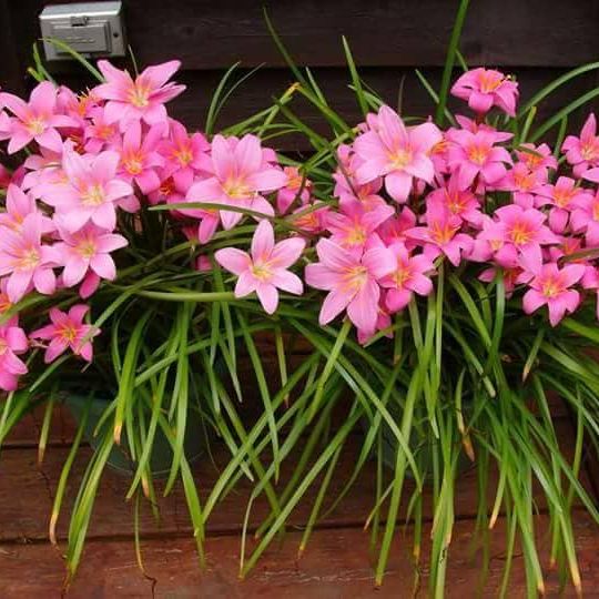 Set 15 củ hoa huệ mưa hồng khủng