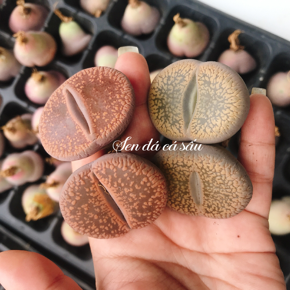 Sen mông siêu to khổng lồ, Lithops, Thạch lan (4 - 4.6 cm)