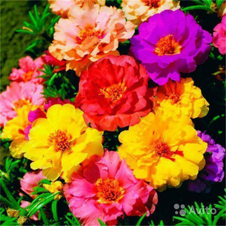 [HCM]Hạt giống hoa mười giờ thái lan-Tặng gói hạt giống ngẫu nhiên