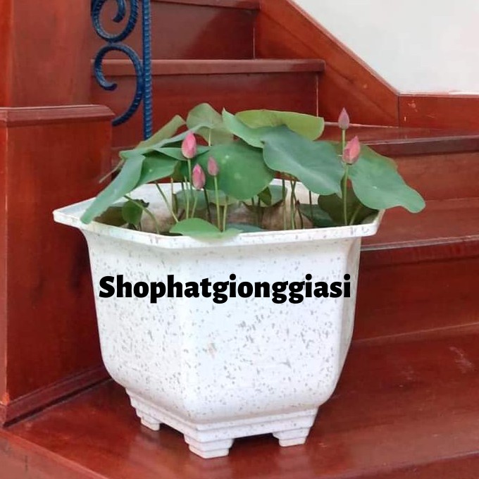 Combo 10 Hạt Sen Mini - Đã Mài Sẵn Đầu Hạt