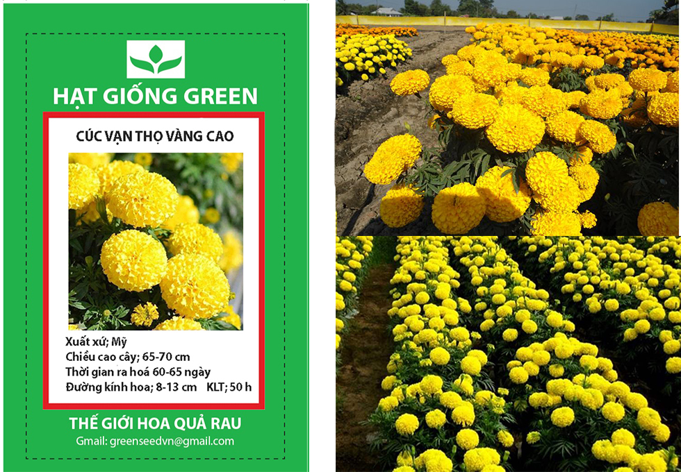 Hạt giống cúc vạn thọ vàng cao bông to 50 hạt