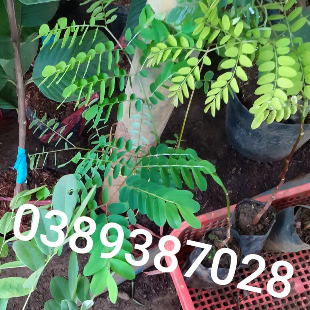 cây cẩm nghệ(cẩm chỉ)giống,2 cây