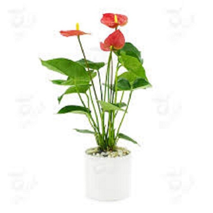 00G0qlKIVK1g1So47hLw_simg_d0daf0_800x1200_max.jpg