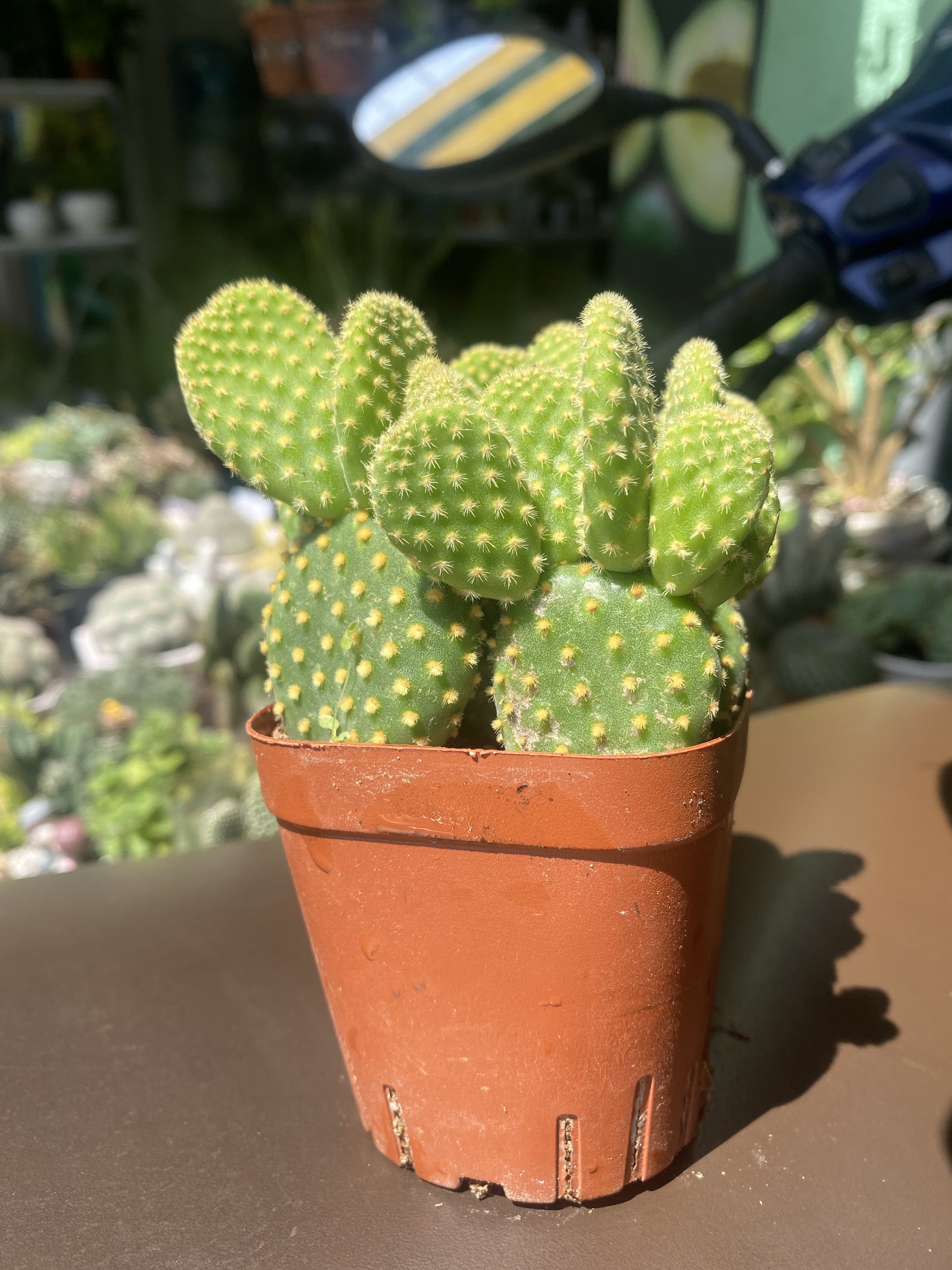 Xương Rồng Tai Thỏ Bụi 8-10cm
