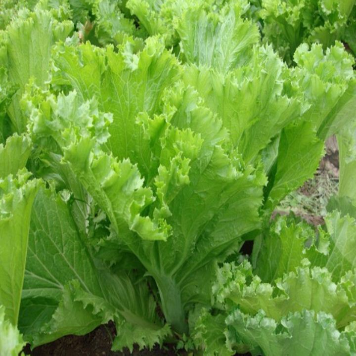 20 gram hạt giống rau cải mào gà ( cải bẹ vàng )