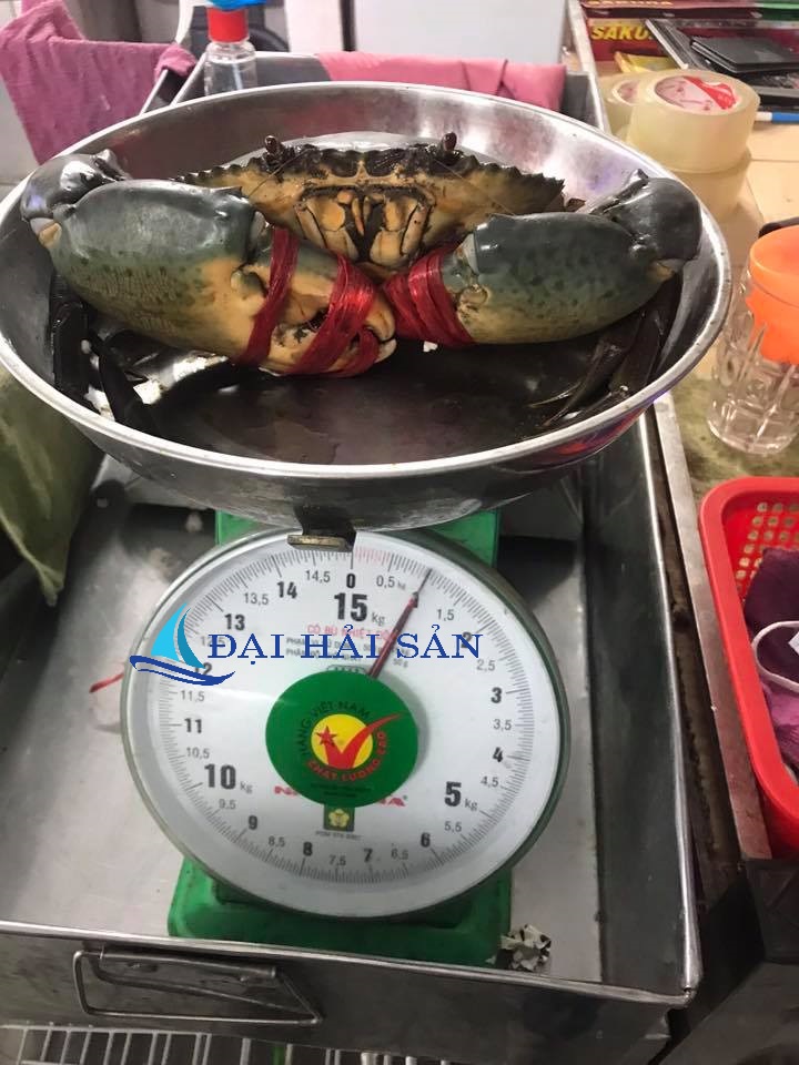 [HCM]HCM -Cua Thịt Cà Mau không dây bao ăn size 2-3con/ký - Giao Nhanh