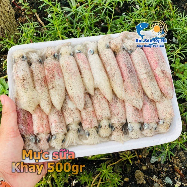 Giá sỉ 1kg mực sữa - quy cách khay 500gr