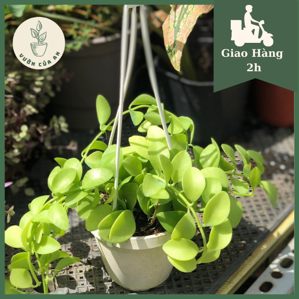 Cây lan hạt dưa, lan dolar lá trũ chậu treo, cây trồng trong nhà trang trí nội thất, cây phong thủy hút tài lộc lọc không khí, lá rũ, vườn của an
