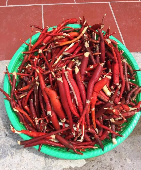 Sâm cau đỏ tươi 1kg