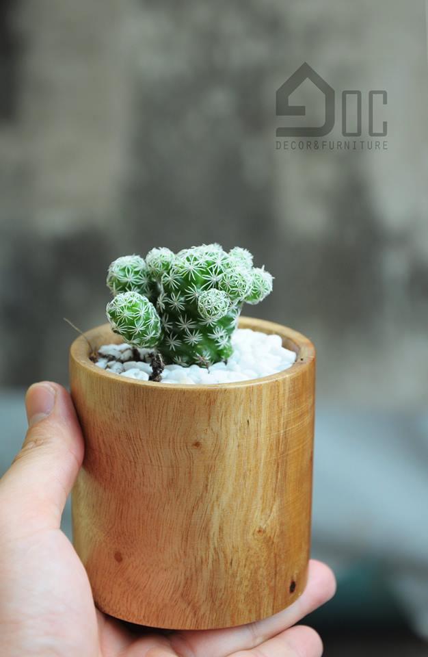 Chậu gỗ trồng cây độc đáo, cây nội thất, cây văn phòng, cây phong thủy- chưa có cây