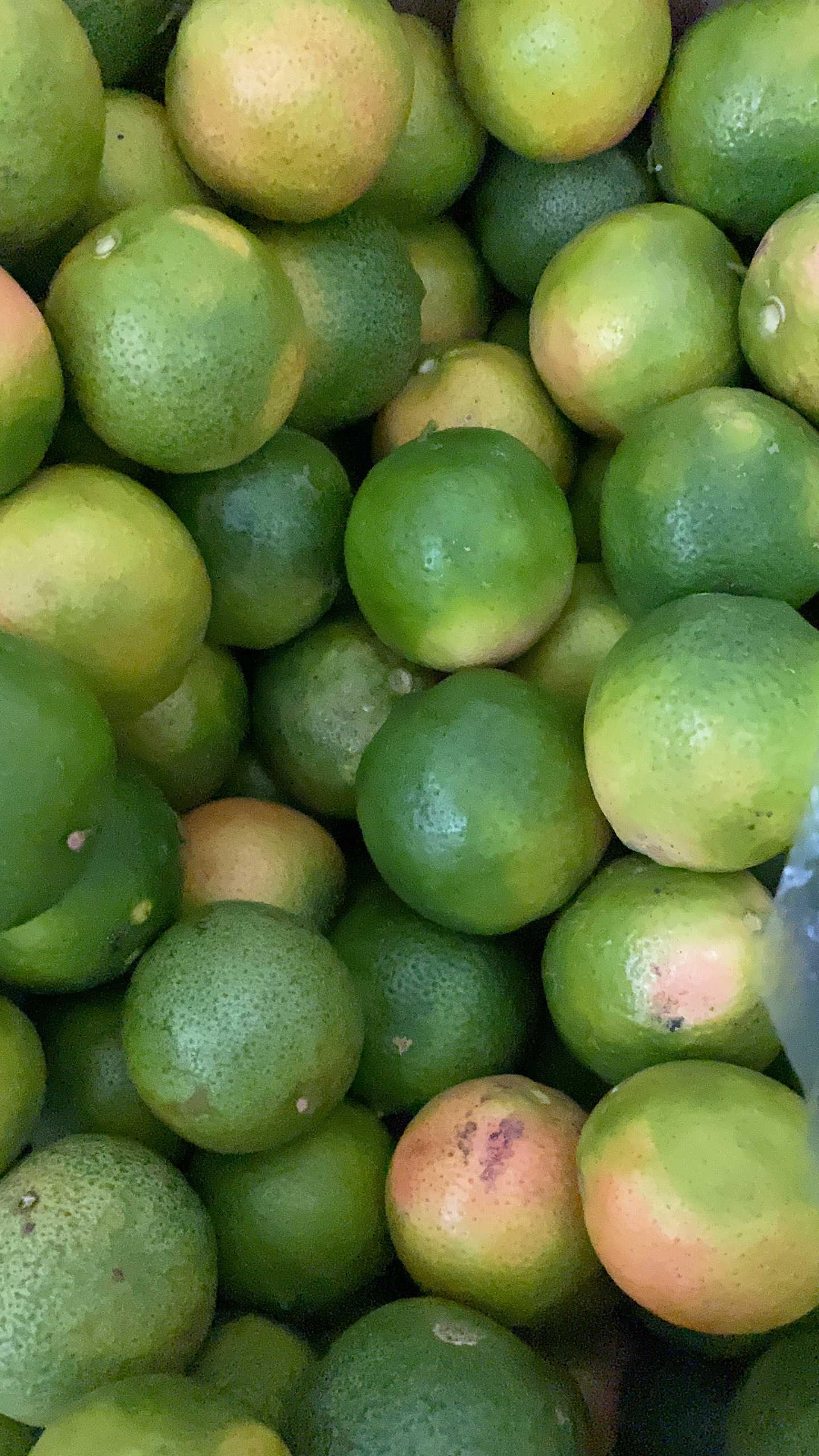 COMBO 2kg CHANH ĐÀO TƯƠI HÒA BÌNH CĂNG MỌNG