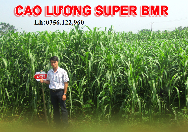 300G Hạt Giống Cỏ Sudan Super Bmr - Cỏ Chăn Nuôi Giàu Dinh Dưỡng