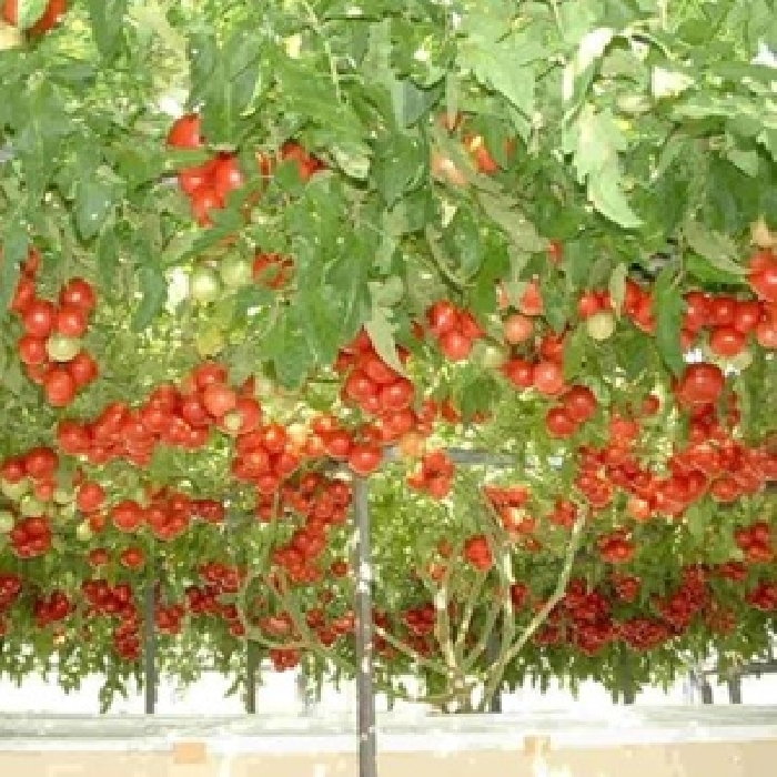 Bộ 2 Túi Hạt Giống Cà Chua Leo Giàn Loại Tốt, Mỗi Túi 10 Hạt Chất Lượng Cao