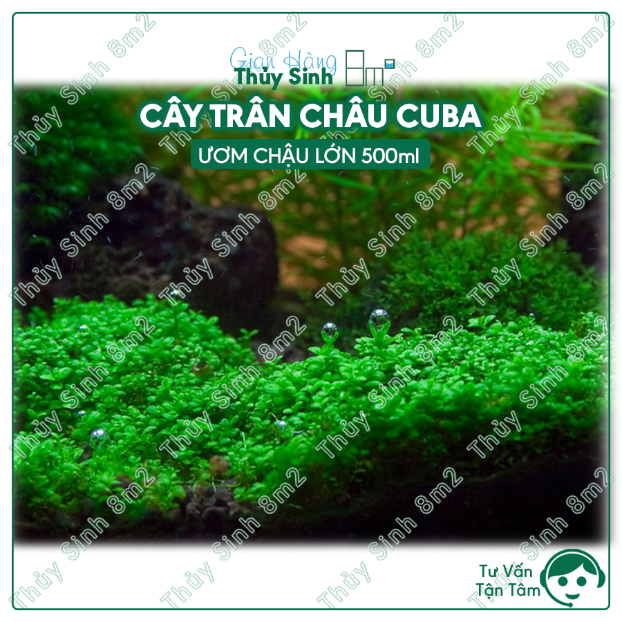 Cây Trân Châu Cuba | Cây Thủy Sinh Trải Nền, Tiền Cảnh | 8m2