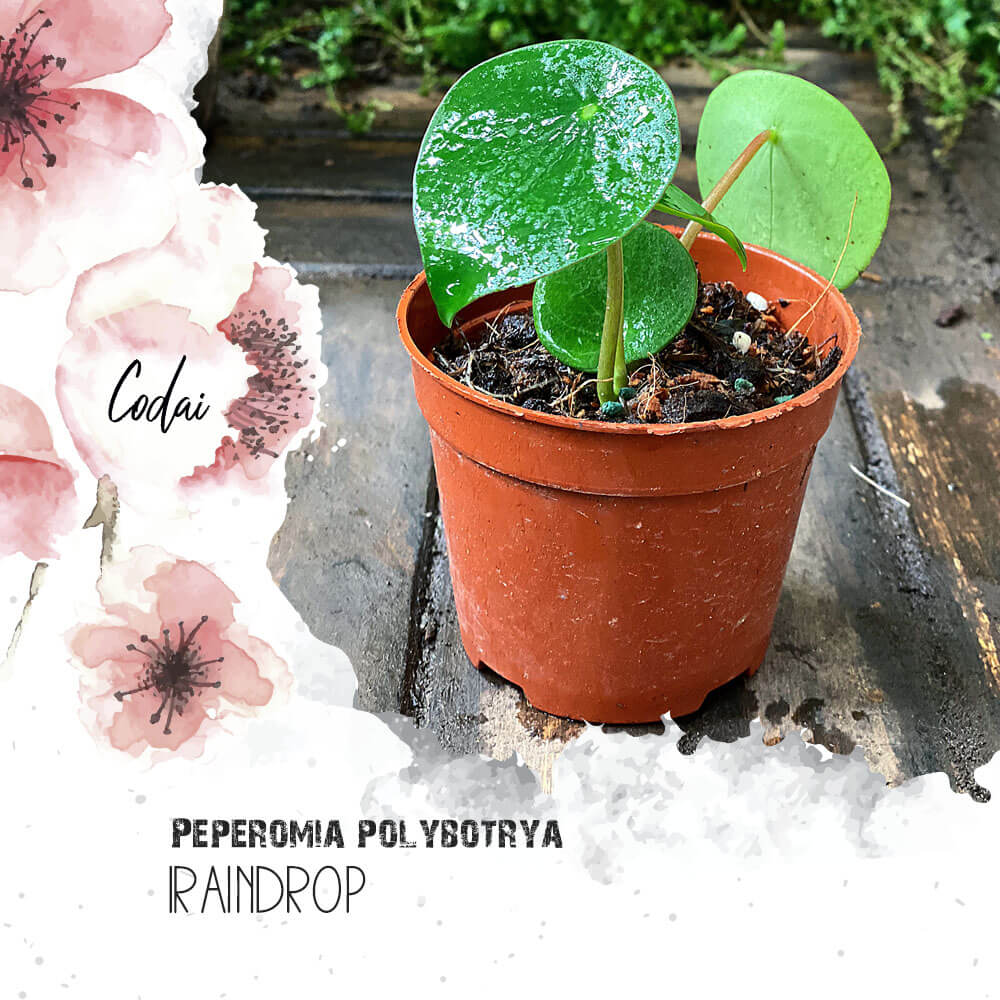 Cây Peperomia polybotrya Raindrop chậu nhựa