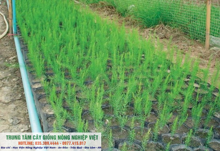 Combo 10 cây giống măng tây F1 cao sản 3 tháng cho măng