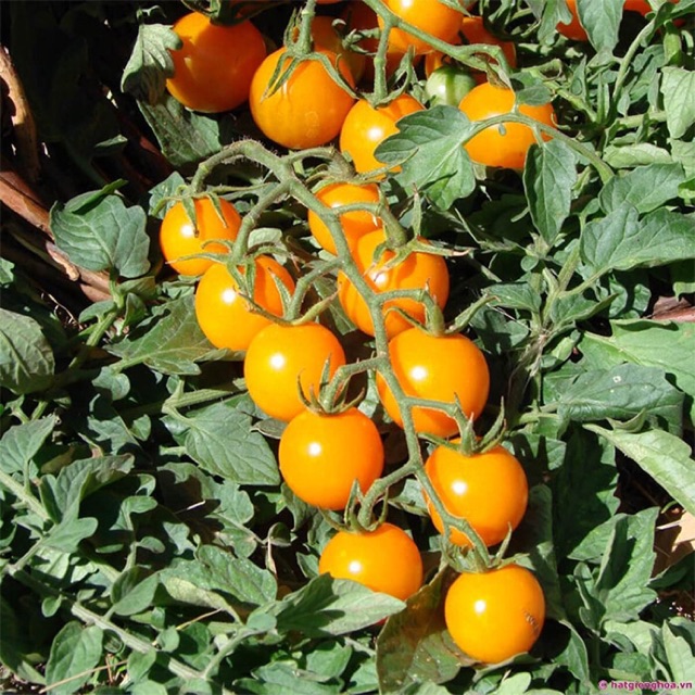 Hạt giống Cà chua cherry vàng