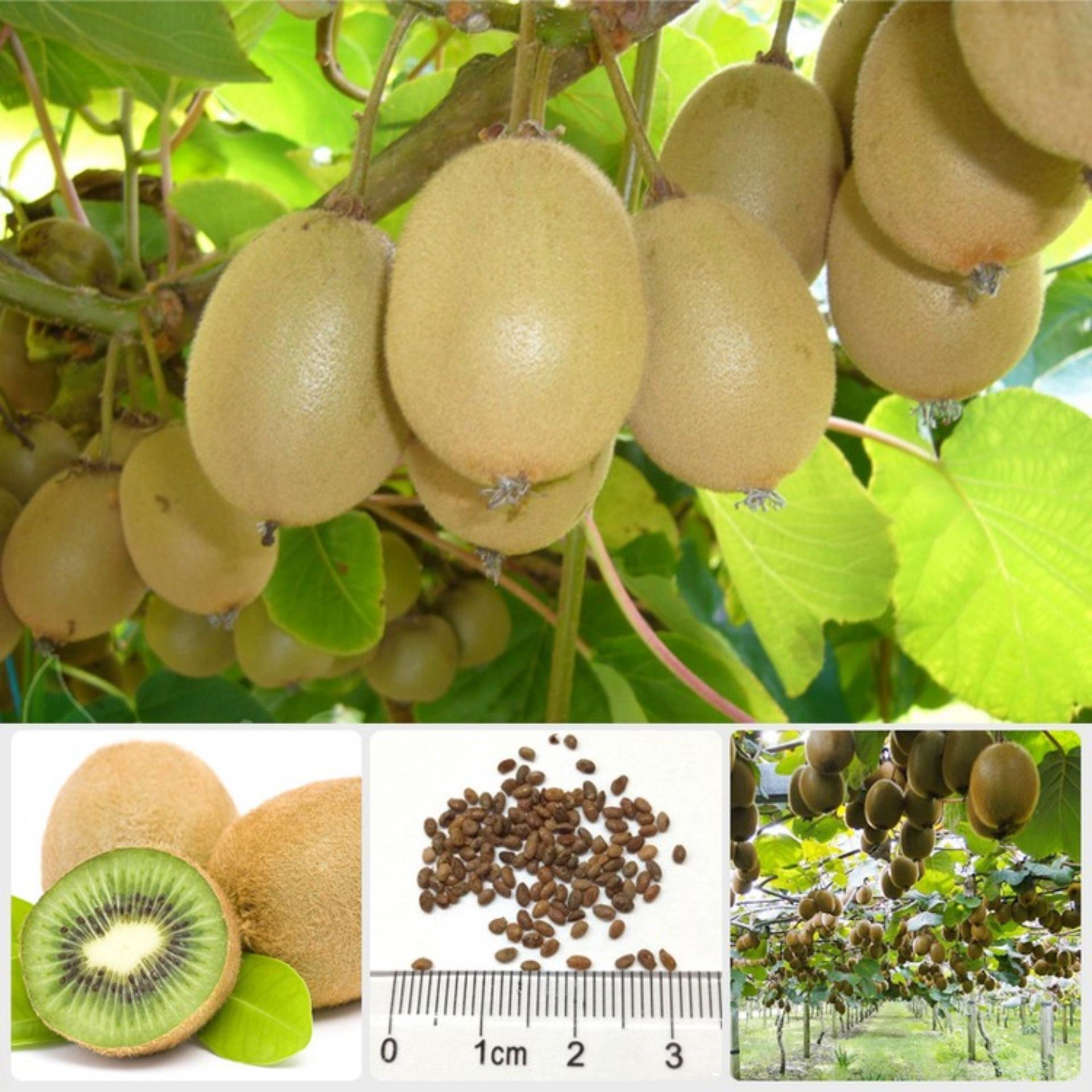 30 Hạt giống Kiwi (tặng Kích nẩy mầm, Hướng dẫn ươm)