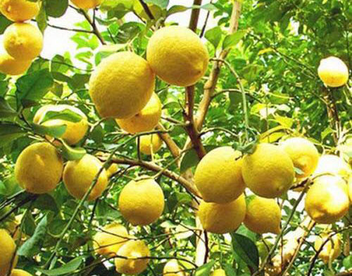 Cây giống Chanh vàng Mỹ, chanh Tây cho trái rất sai