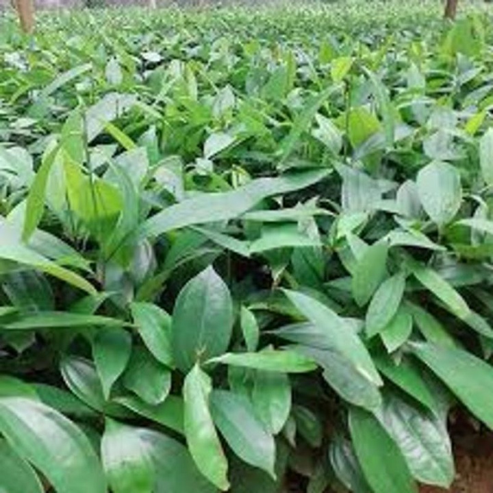 CÂY QUẾ GIỐNG HÀNG CÂY CHUẨN TO KHỎE