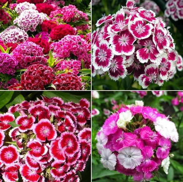 Combo 3 gói hạt giống hoa cẩm chướng chùm nhiều màu