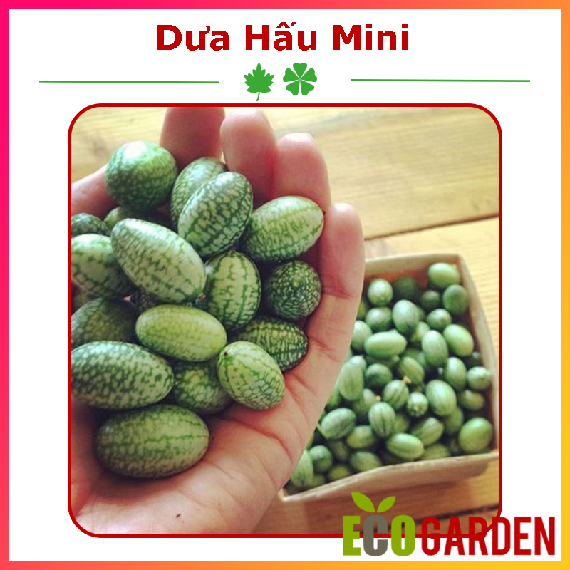 Hạt Giống Dưa Chuột Mexico - Dưa Hấu Mini Gói 5 Hạt (ECO.408)