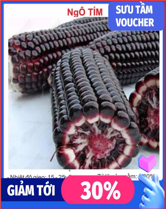 Hạt giống ngô tím 20 hạt