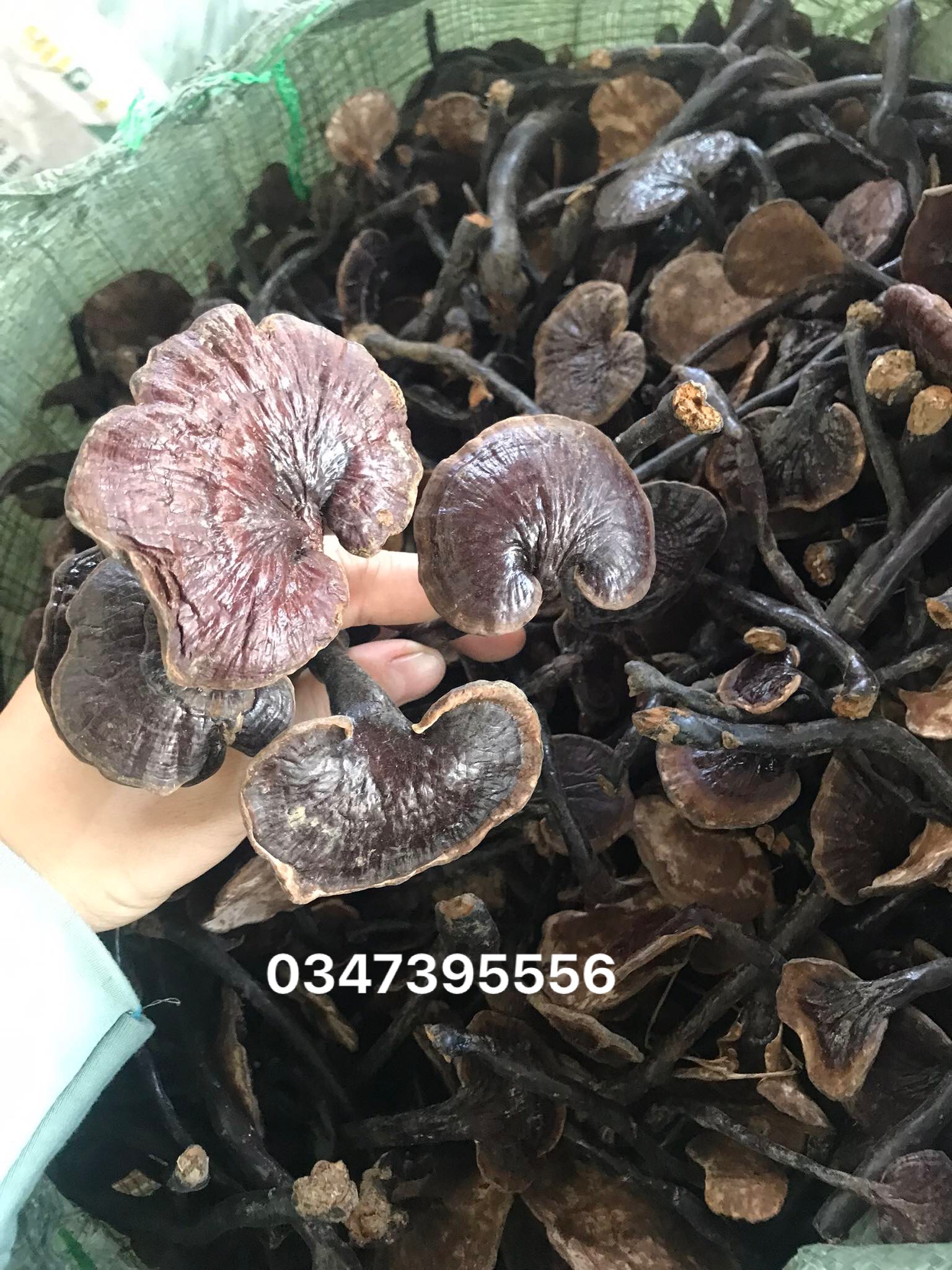 Nấm linh chi rừng khô