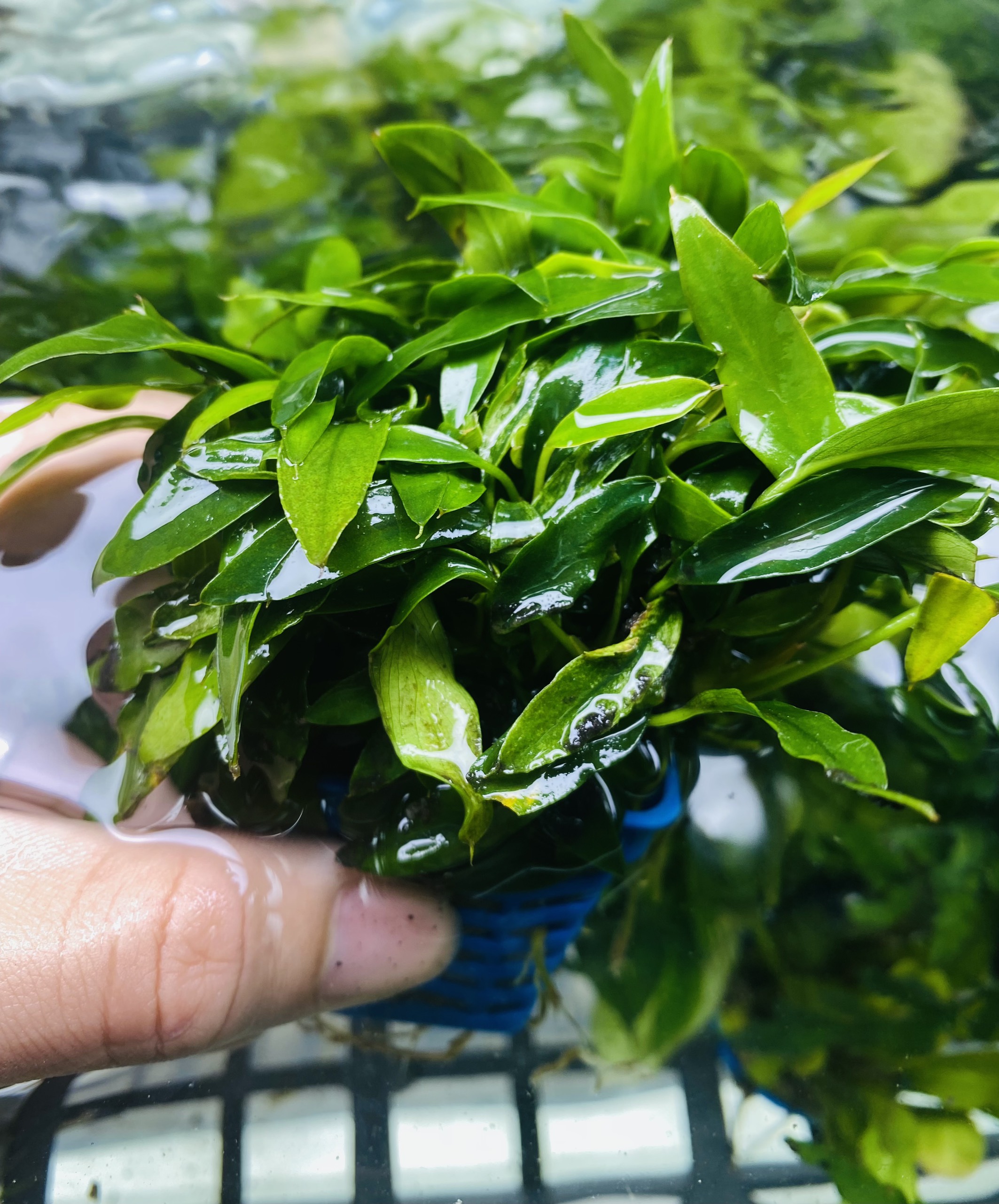 Cây thủy sinh ráy lưỡi hổ
