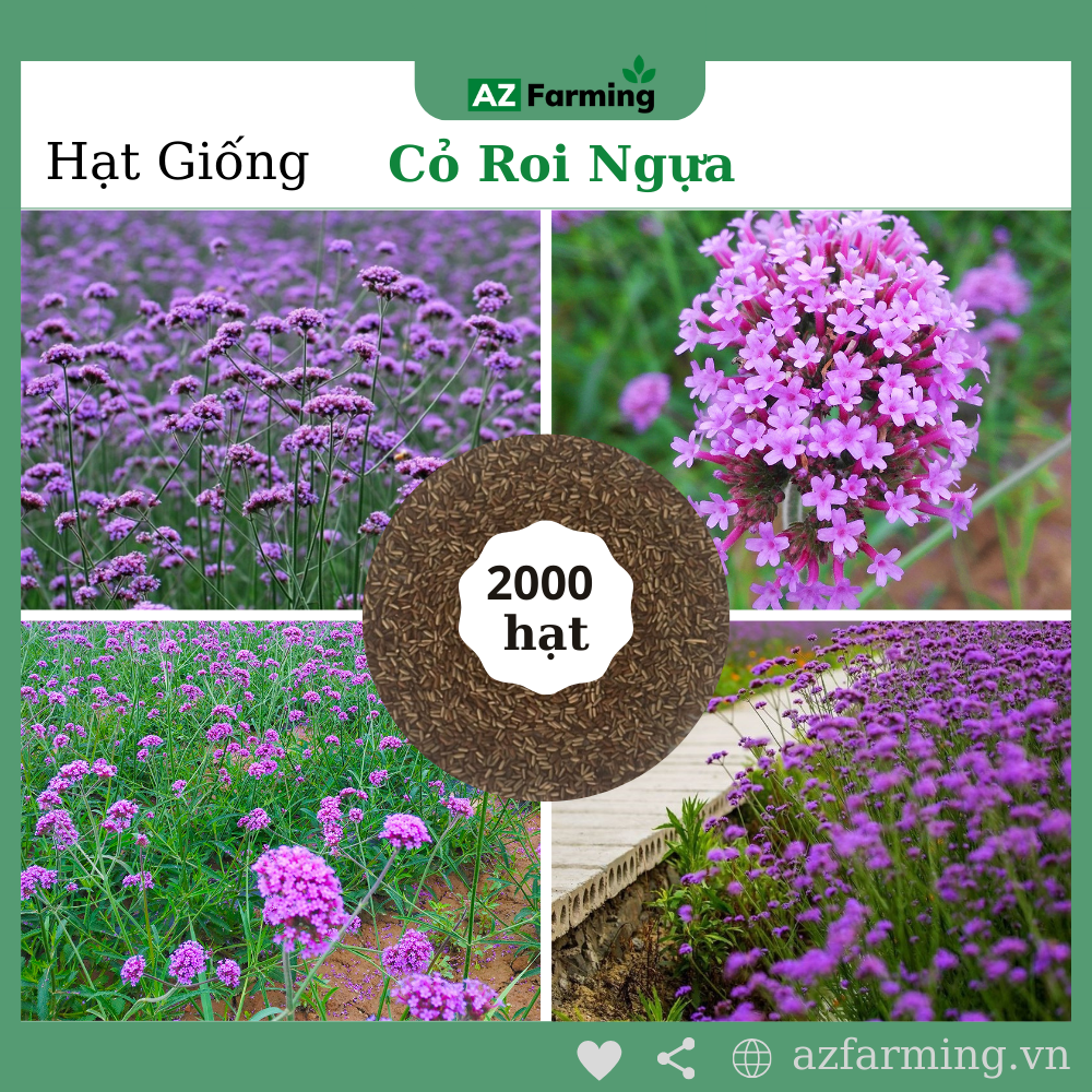 Hạt giống hoa cỏ roi ngựa - gói 2000 hạt - az farming