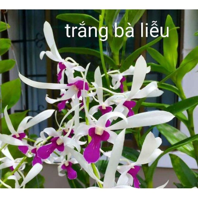Denro nắng bà liễu giống