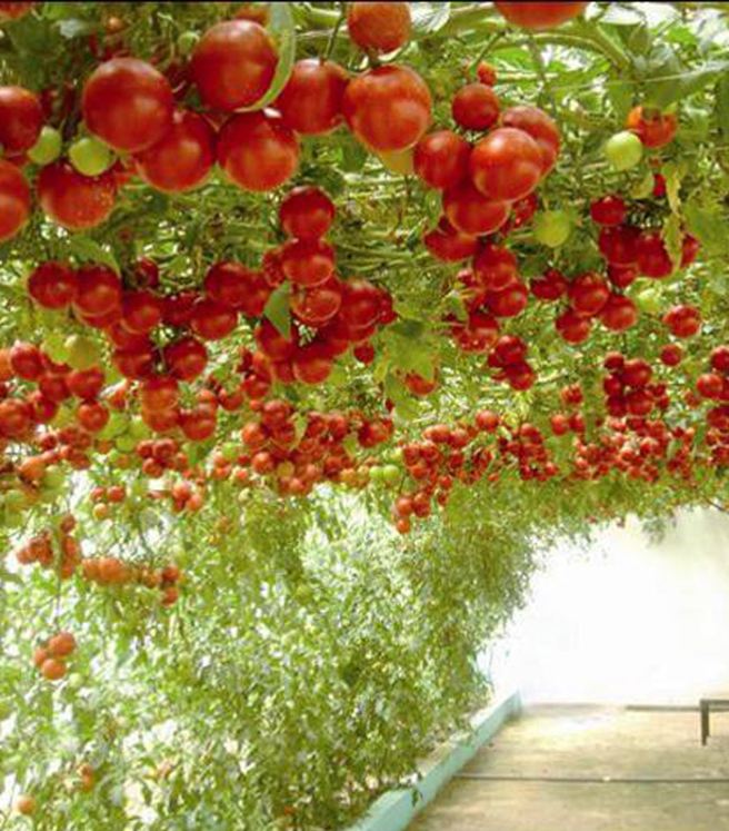 Hạt giống cà chua leo giàn - gói 10 hạt