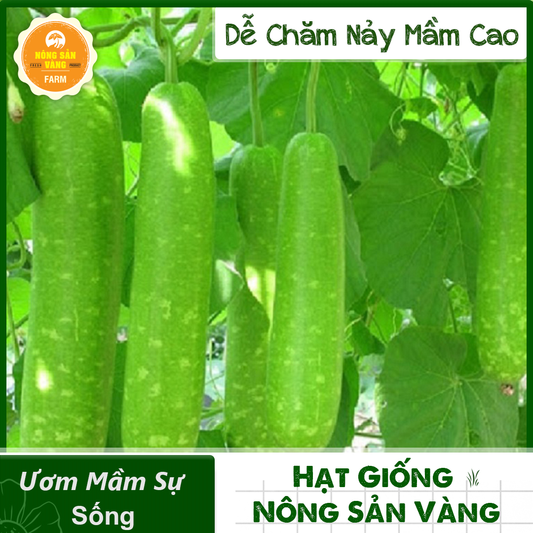 Hạt giống Bầu Dài  Bầu Sao Lai F1, Trái Dài( Gói 10 Hạt ) - Nông Sản Vàng