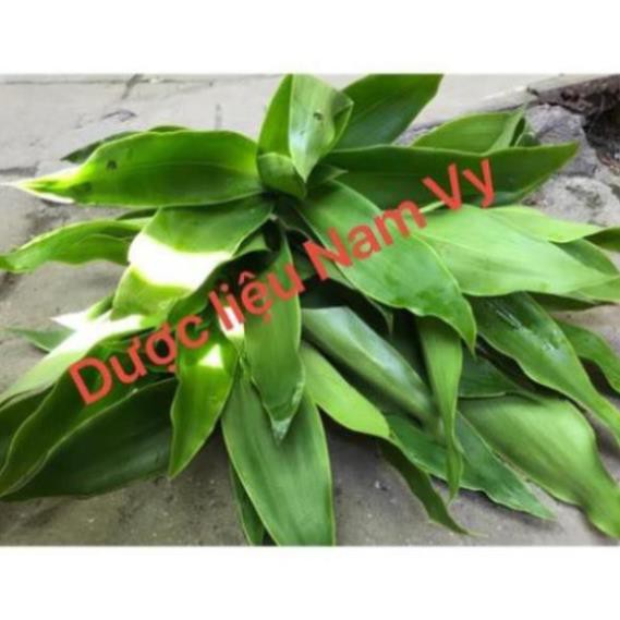 Km xả hàng - cây lược vàng tươi 500gram 683lz