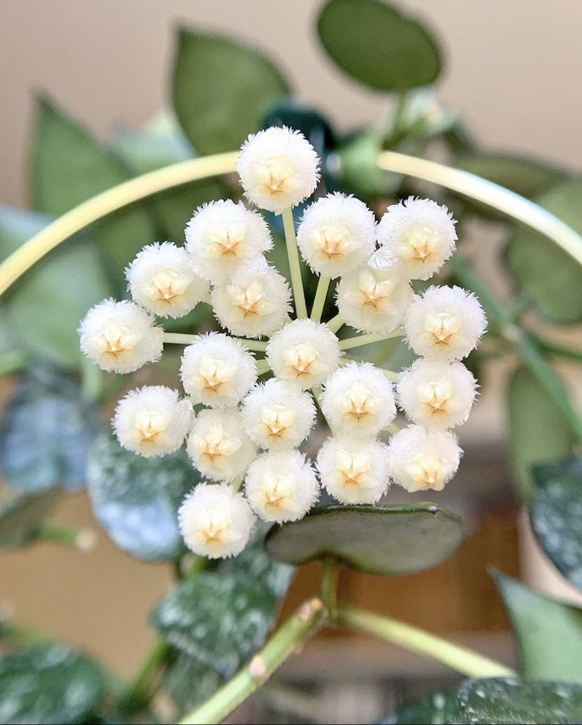 Cây Cẩm Cù Hoya Krohniana: Hoa thơm